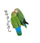 コザクラインコ★パルさん★たまにナッツ（個別スタンプ：8）