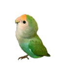 コザクラインコ★パルさん★たまにナッツ（個別スタンプ：10）