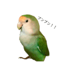 コザクラインコ★パルさん★たまにナッツ（個別スタンプ：11）