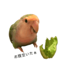 コザクラインコ★パルさん★たまにナッツ（個別スタンプ：12）