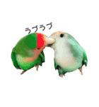 コザクラインコ★パルさん★たまにナッツ（個別スタンプ：13）