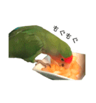 コザクラインコ★パルさん★たまにナッツ（個別スタンプ：14）