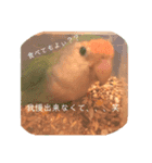 コザクラインコ★パルさん★たまにナッツ（個別スタンプ：15）