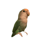 コザクラインコ★パルさん★たまにナッツ（個別スタンプ：16）