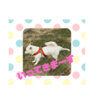 女柴！白柴梅ちゃんのスタンプ2（個別スタンプ：1）