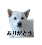 女柴！白柴梅ちゃんのスタンプ2（個別スタンプ：2）