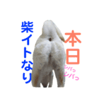 女柴！白柴梅ちゃんのスタンプ2（個別スタンプ：5）