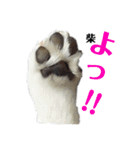 女柴！白柴梅ちゃんのスタンプ2（個別スタンプ：6）