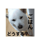 女柴！白柴梅ちゃんのスタンプ2（個別スタンプ：14）