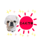 きいの犬たち（個別スタンプ：1）