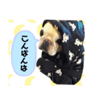 きいの犬たち（個別スタンプ：4）