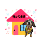 きいの犬たち（個別スタンプ：11）