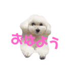 COCO's♡stamp（個別スタンプ：2）