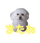 COCO's♡stamp（個別スタンプ：7）