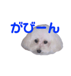 COCO's♡stamp（個別スタンプ：11）