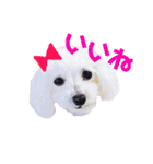 COCO's♡stamp（個別スタンプ：12）