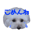 COCO's♡stamp（個別スタンプ：14）