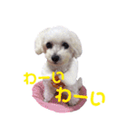 COCO's♡stamp（個別スタンプ：17）