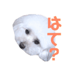COCO's♡stamp（個別スタンプ：21）