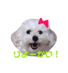 COCO's♡stamp（個別スタンプ：22）