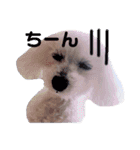 COCO's♡stamp（個別スタンプ：24）