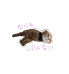 おサニはん（個別スタンプ：35）