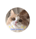 ねこのプリン（個別スタンプ：1）