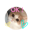 ねこのプリン（個別スタンプ：4）