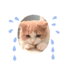 ねこのプリン（個別スタンプ：5）