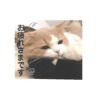 ねこのプリン（個別スタンプ：7）