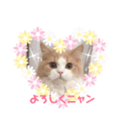 ねこのプリン（個別スタンプ：8）