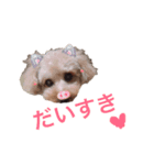 わんこの日常で使えるスタンプ（個別スタンプ：1）