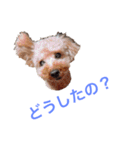 わんこの日常で使えるスタンプ（個別スタンプ：2）