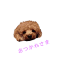 わんこの日常で使えるスタンプ（個別スタンプ：9）