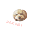わんこの日常で使えるスタンプ（個別スタンプ：12）