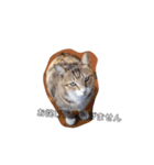 ねこ陳（個別スタンプ：1）