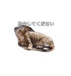 ねこ陳（個別スタンプ：2）