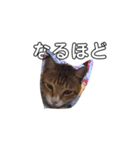 ねこ陳（個別スタンプ：3）