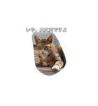 ねこ陳（個別スタンプ：4）
