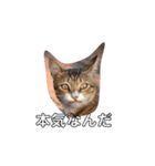 ねこ陳（個別スタンプ：6）
