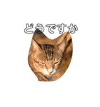 ねこ陳（個別スタンプ：8）
