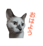 愛猫モカの日常使えるスタンプ（個別スタンプ：1）