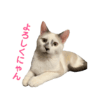 愛猫モカの日常使えるスタンプ（個別スタンプ：3）
