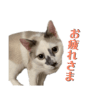 愛猫モカの日常使えるスタンプ（個別スタンプ：5）