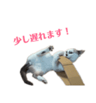 愛猫モカの日常使えるスタンプ（個別スタンプ：6）