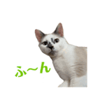 愛猫モカの日常使えるスタンプ（個別スタンプ：7）