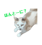 愛猫モカの日常使えるスタンプ（個別スタンプ：9）