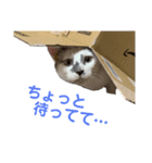 愛猫モカの日常使えるスタンプ（個別スタンプ：11）