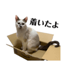 愛猫モカの日常使えるスタンプ（個別スタンプ：12）