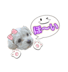 マルプー のむぎちゃん（個別スタンプ：2）